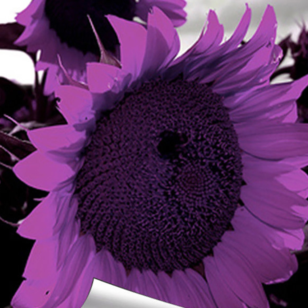 new rare Purple Black Sunflower Seeds rare home garden flowers plants.